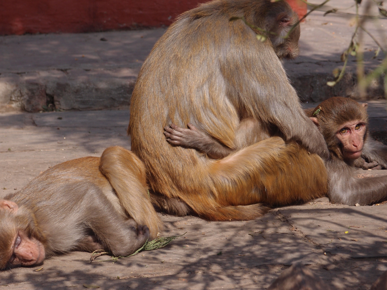 2018-01-14 13 Uhr - Am Tempel (Audio, Foto) 